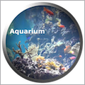 Aquarium Videos