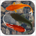 Beautiful Fish Screensaver