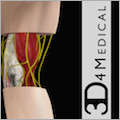 Elbow Pro III