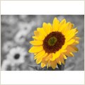 iSplash Color Photo Editor