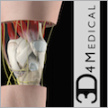 Knee Pro III