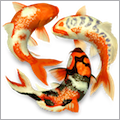 Koi Pond 3D
