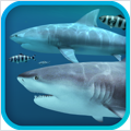 Sharks 3D